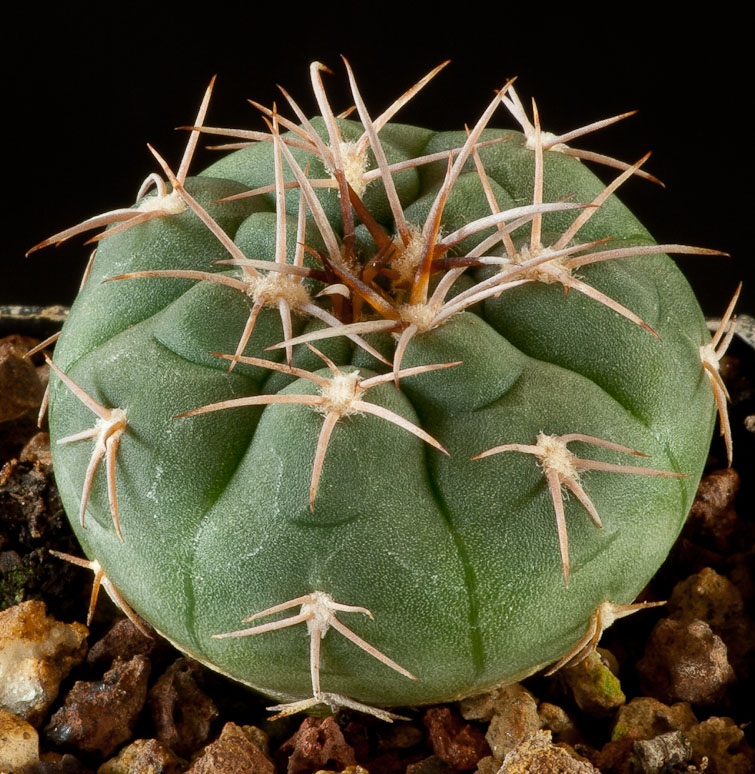 Gymnocalycium ferrarii v. hossei JO 121